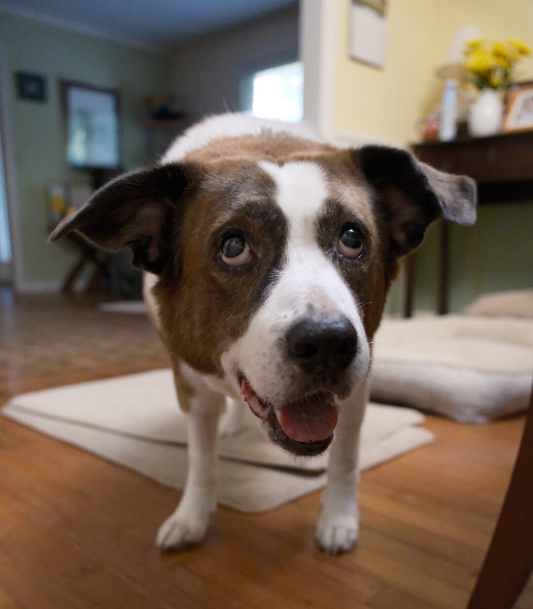 A white and brown dog standing in the dining room, looking goofy begging for table scrap