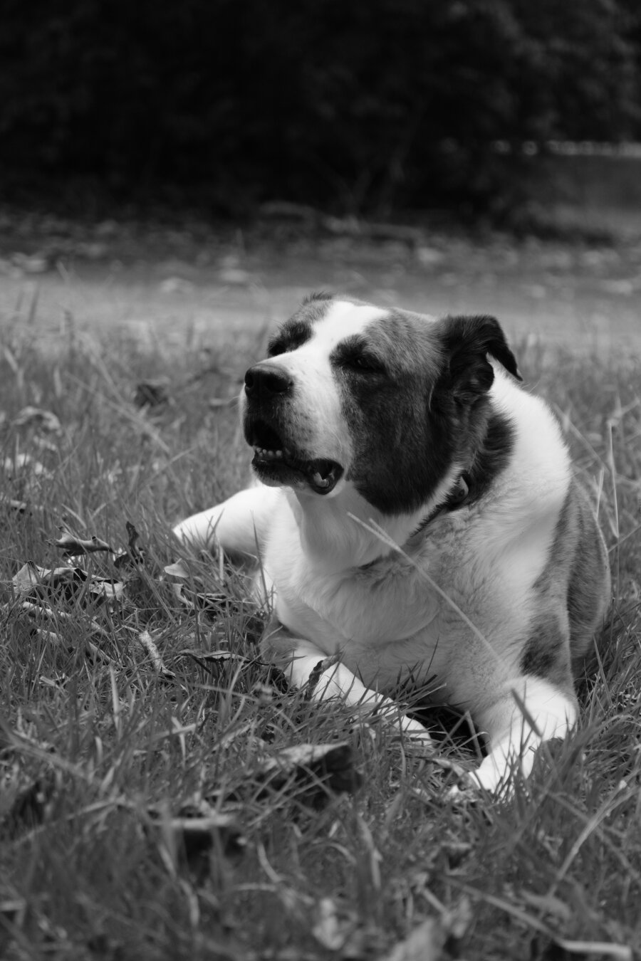 A monochrome photo of a two-toned dog lying in his yard looking toward the left side of the screen