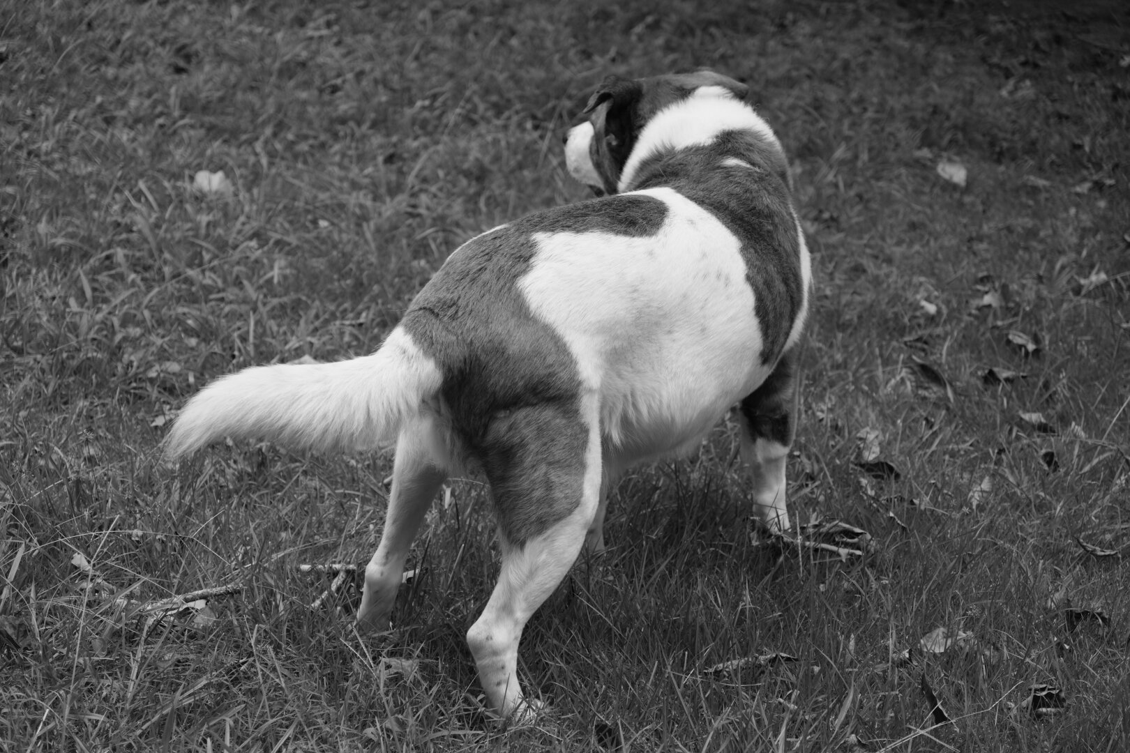 A monochrome photo of a two-toned dog standing in his yard, shot from rear as his bushy tail swings