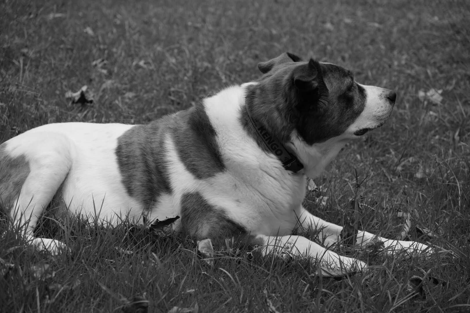 A monochrome photo of a two-toned dog lying in his yard looking toward the right side of the screen