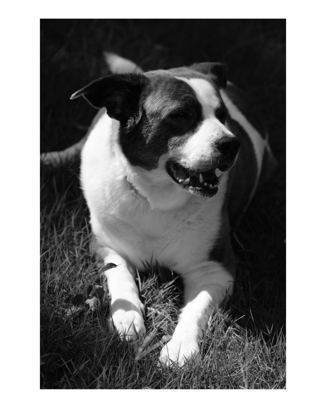 A white bordered monochrome photo of a two-tone dog lying in his yard as the intense sun shines on him.