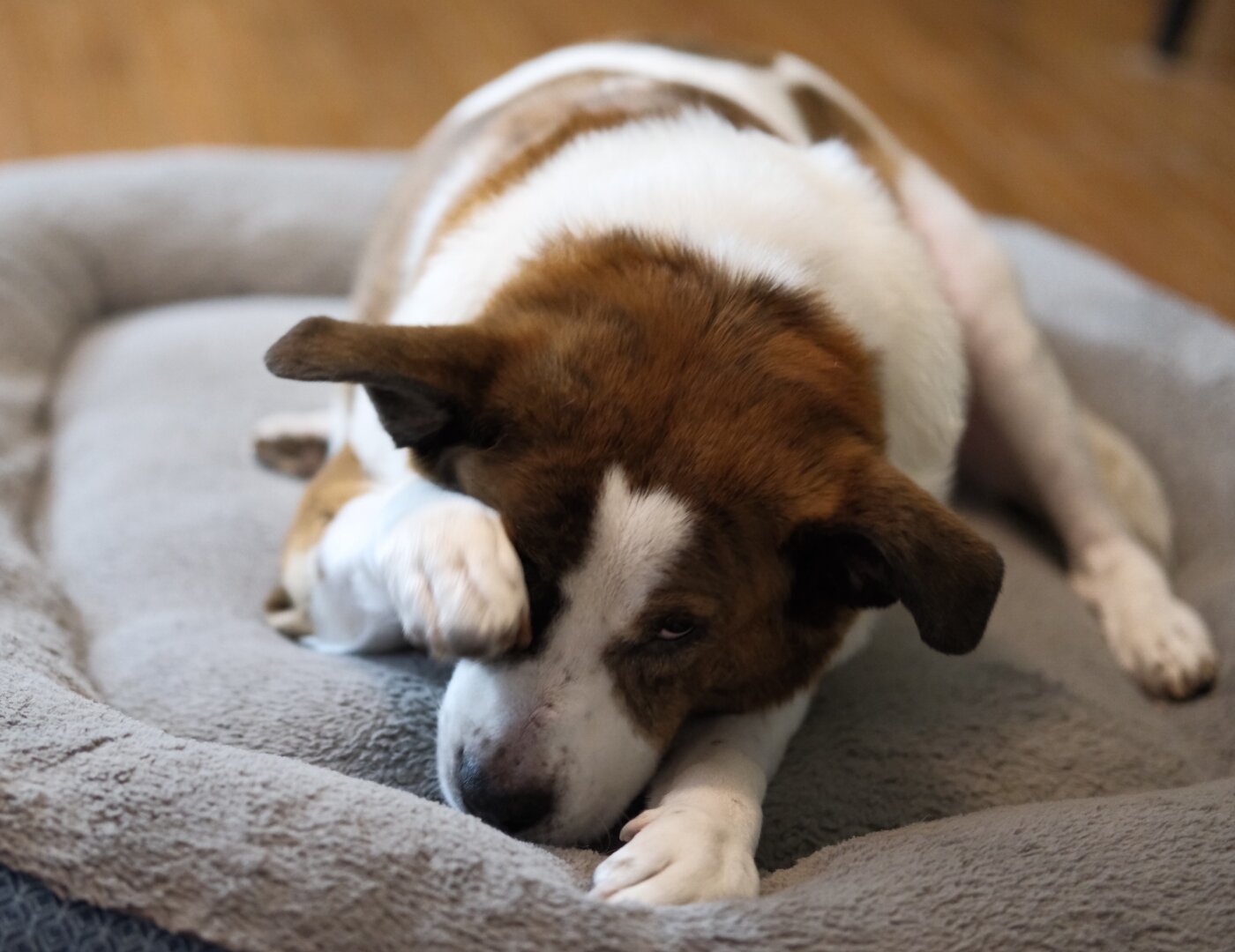 A white and brown dog grooming his face with his right front paw in his bed