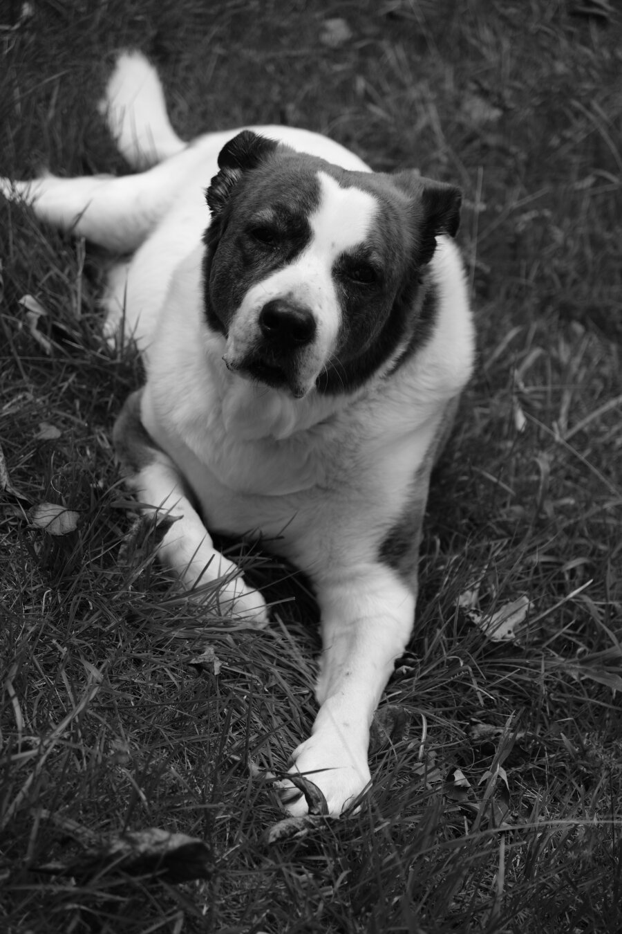 A monochrome photo of a two-toned dog lying in his yard, looking up to the camera.