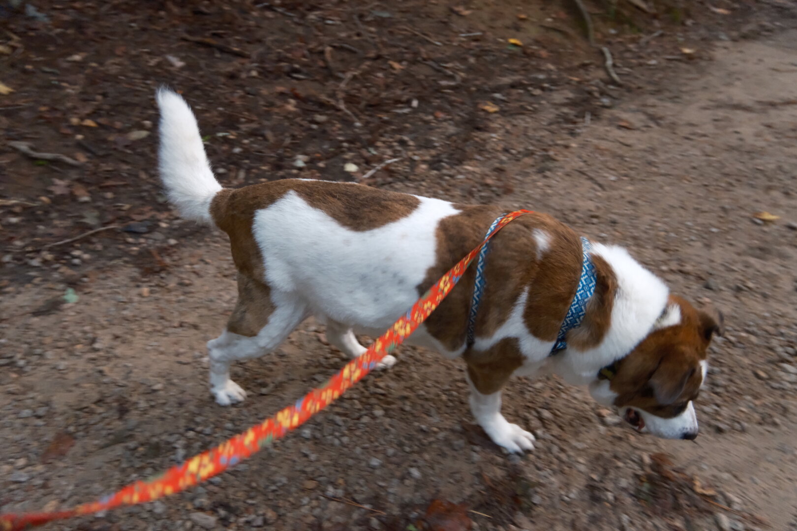 A white and brown dog sniffing around a park trail with his tail upward