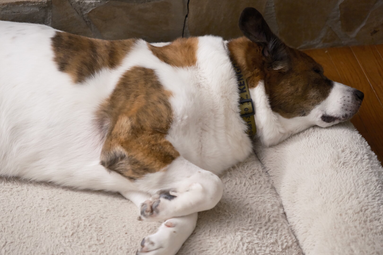 A white and brown dog caught sleeping fast asleep when his servant came home
