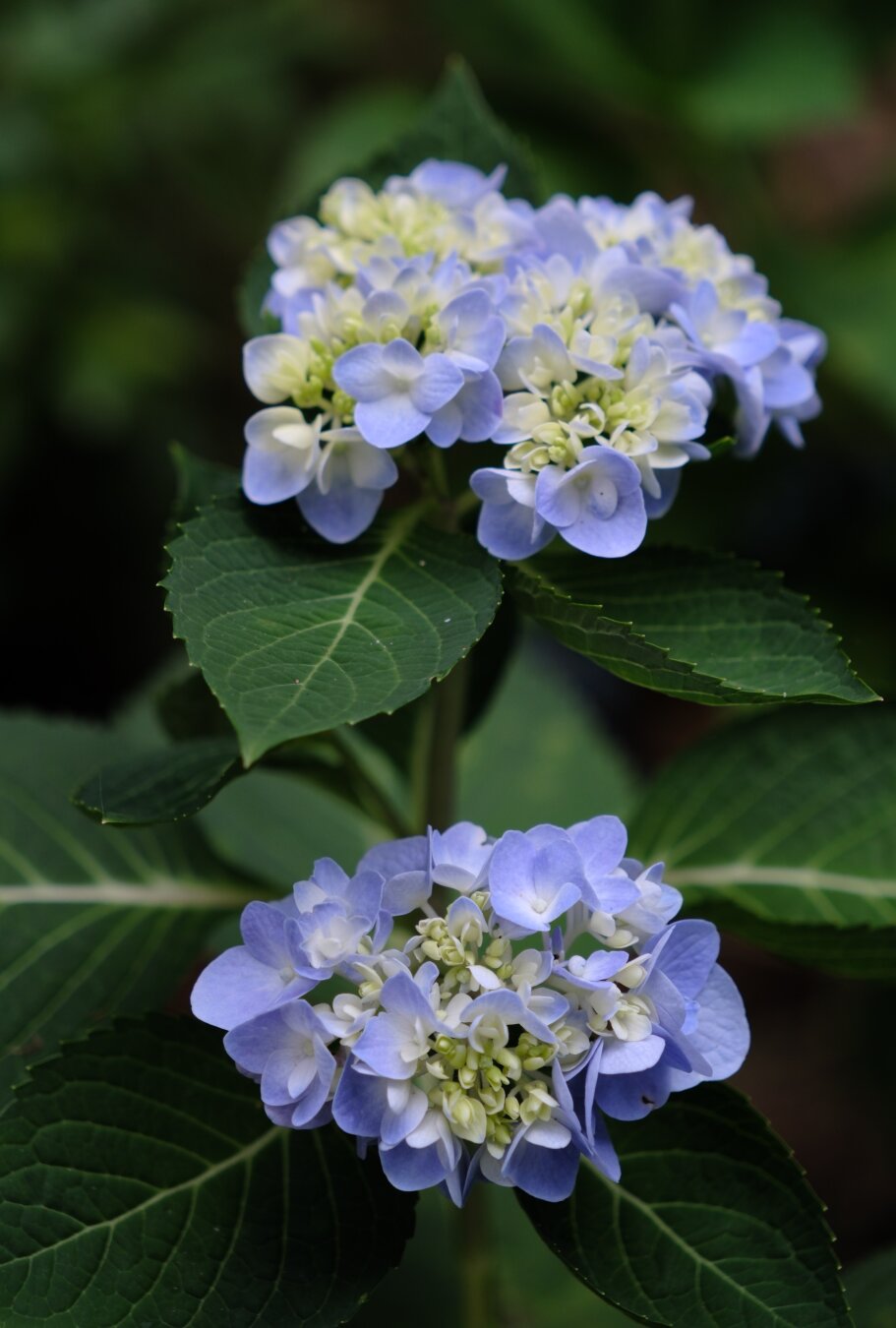 Two hydrangea blossoms stacked vertically, with multiple layesr of colors on the petals.