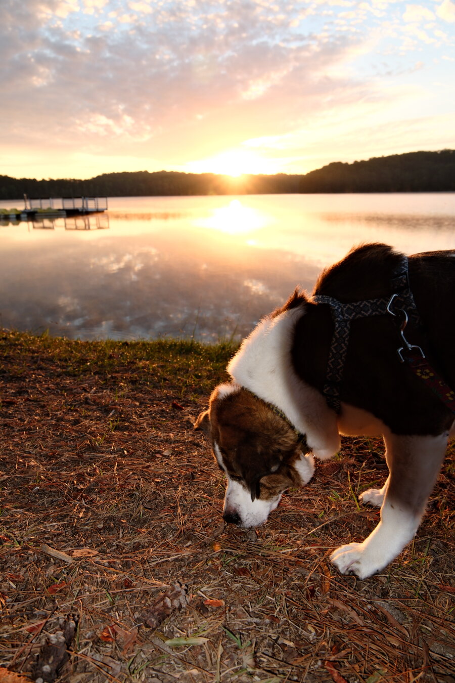 A white and brown dog sniffing around the shore of a lake as the sun rises on the horizon over a lake.