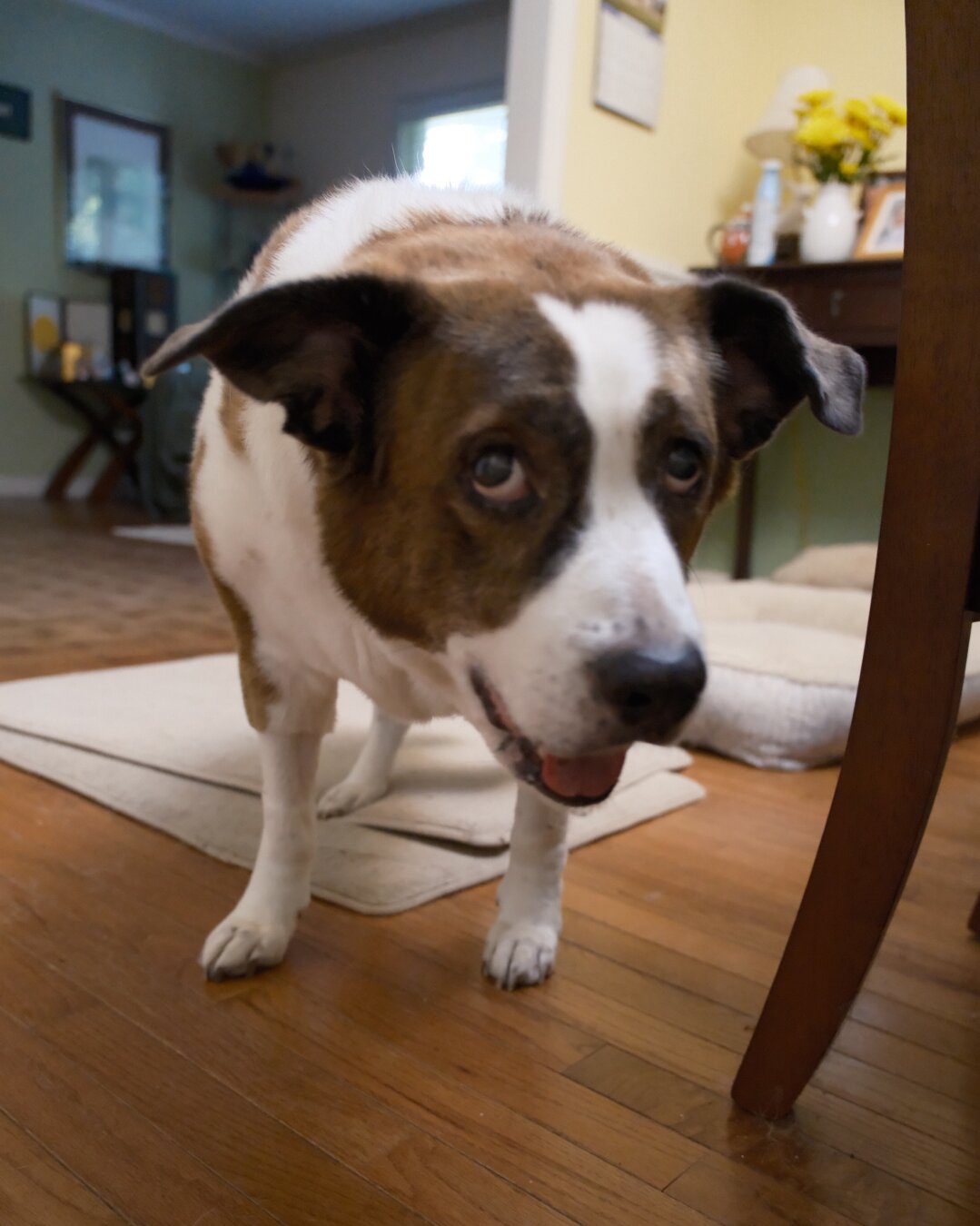A white and brown dog standing in the dining room, looking goofy begging for table scrap