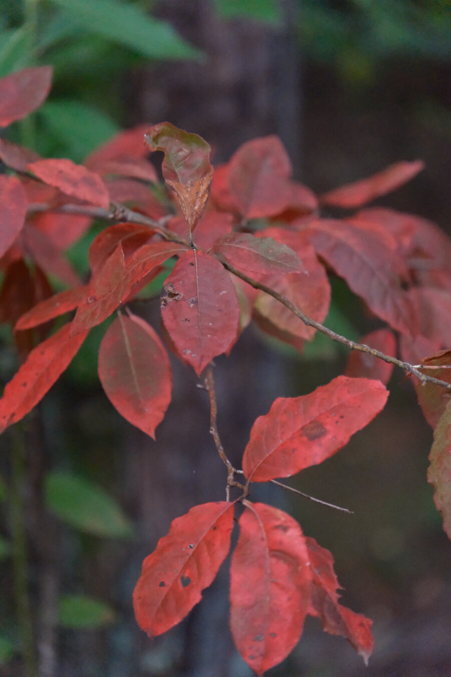 Red leaves on a tree, first signs of autumn
