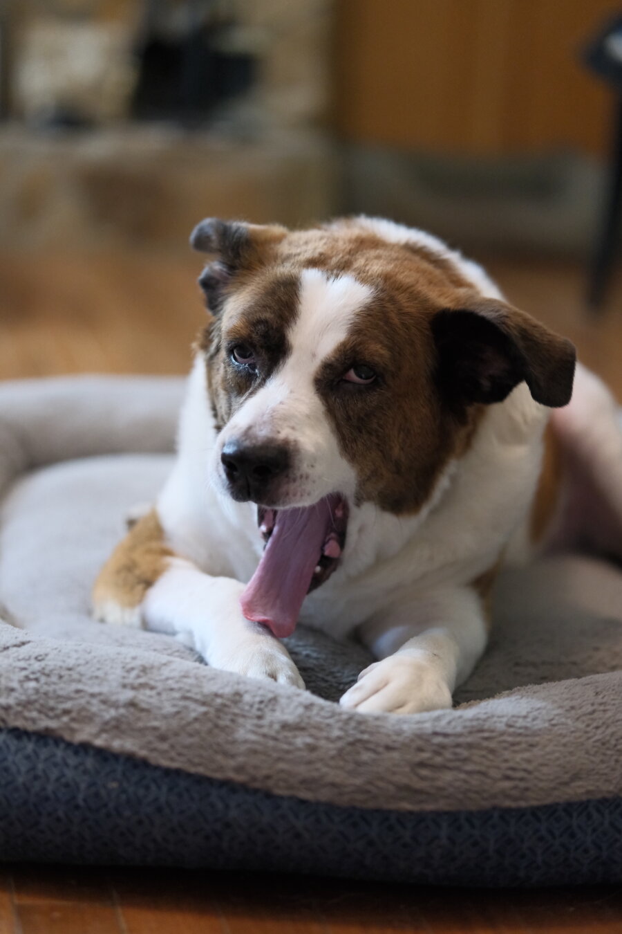 A white and brown dog again showing his biggest yawn