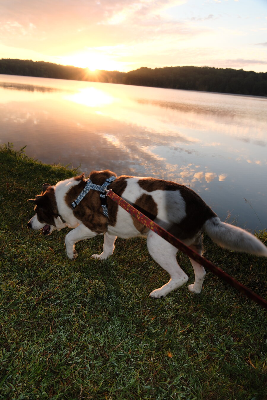A white and brown dog walking along the shore of a lake as the sun rises on the horizon over a lake.