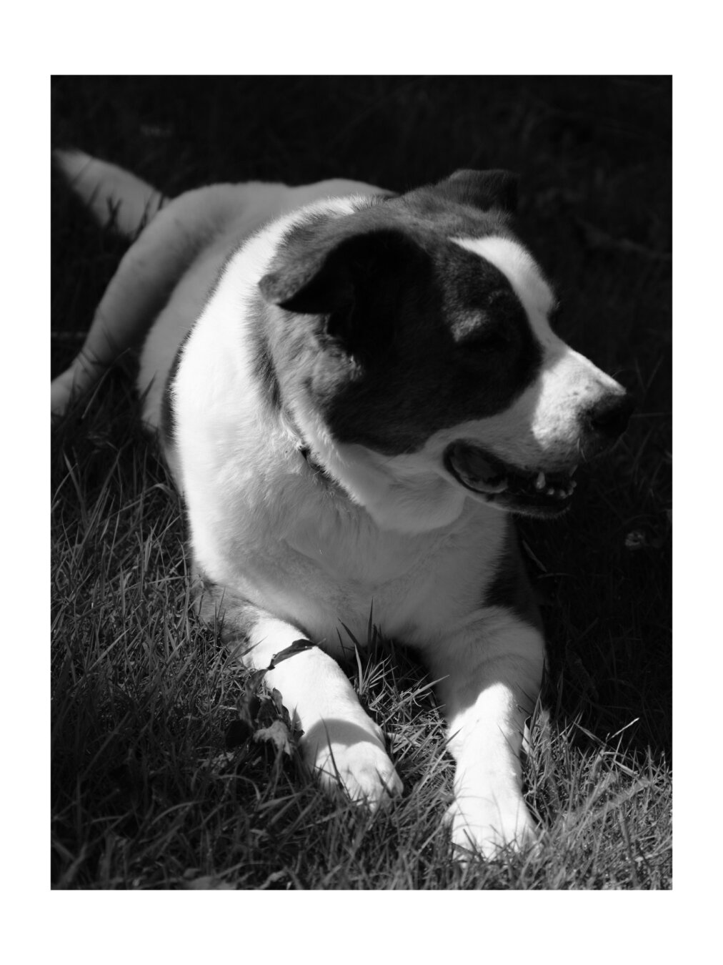 A white bordered monochrome photo of a two-tone dog lying in his yard as the intense sun shines on him.