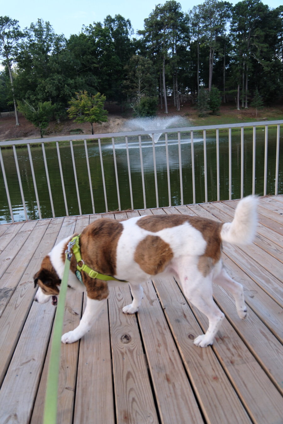 A white and brown dog walking on the observation deck over a park pond. A water fountain is seen in the background.