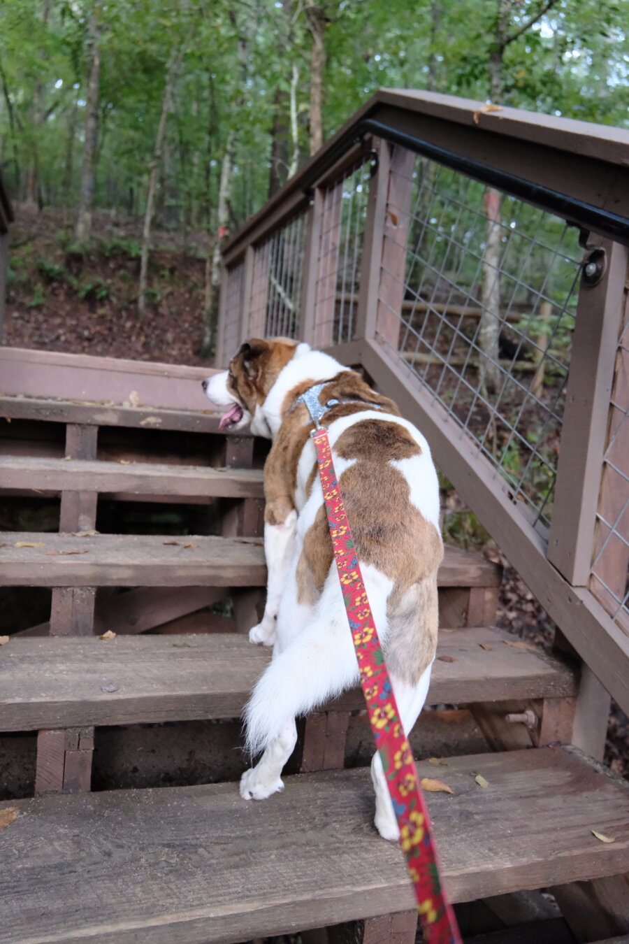 A white and brown dog climbing up wooden stairs in a park, using his repaired legs