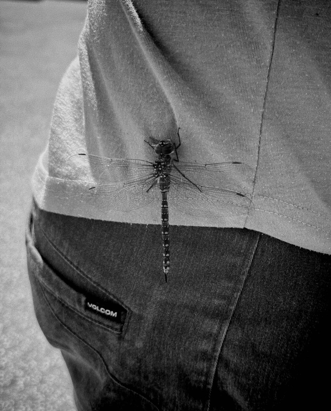 A large dragonfly hanging on to someone's hip. The dragonfly is eating a bug.