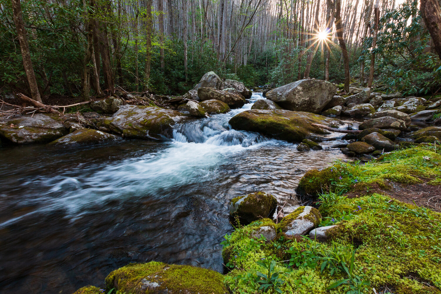 A peaceful stream in the Great Smoky Mountains National Park.