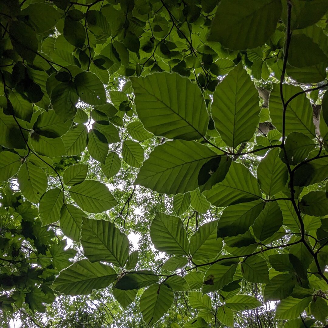 The very green leaves of a beech tree, shot from below, receding into and almost entirely obscuring the sky. The bright light, soft and dappled down here, still picks out the leaf skeletons clearly.