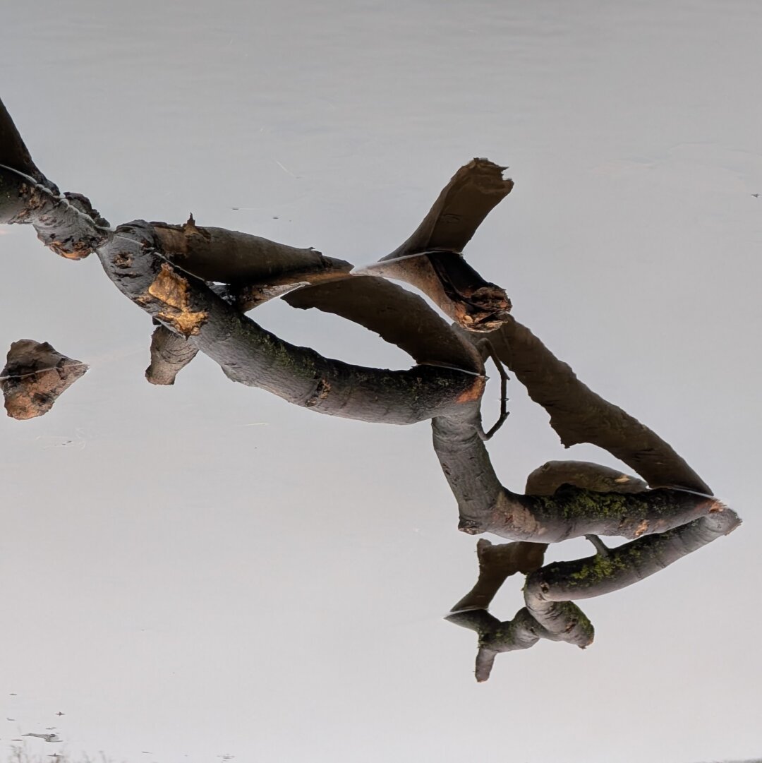 Fallen tree limbs in water, which reflects them and a solid grey sky. Something's off (the photo is upside down).