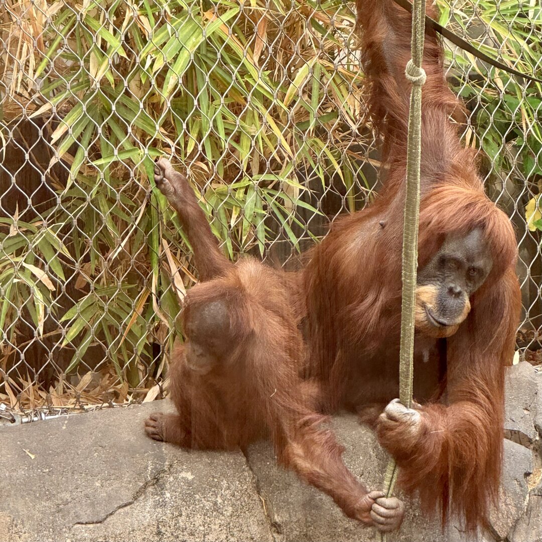 I always get a little bit scared making eye contact with #orangutans.
If there’s a candidate for “secretly super intelligent but cba with our bs” it’s these guys.