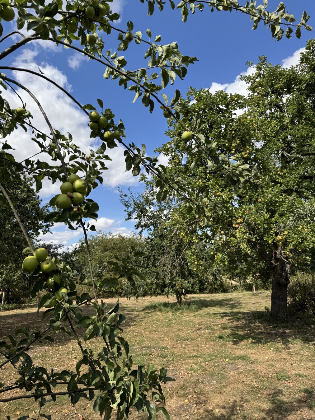 #fruit