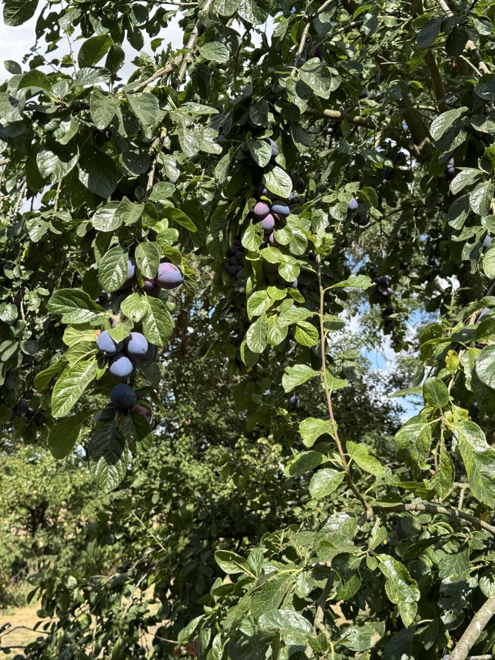 #fruit