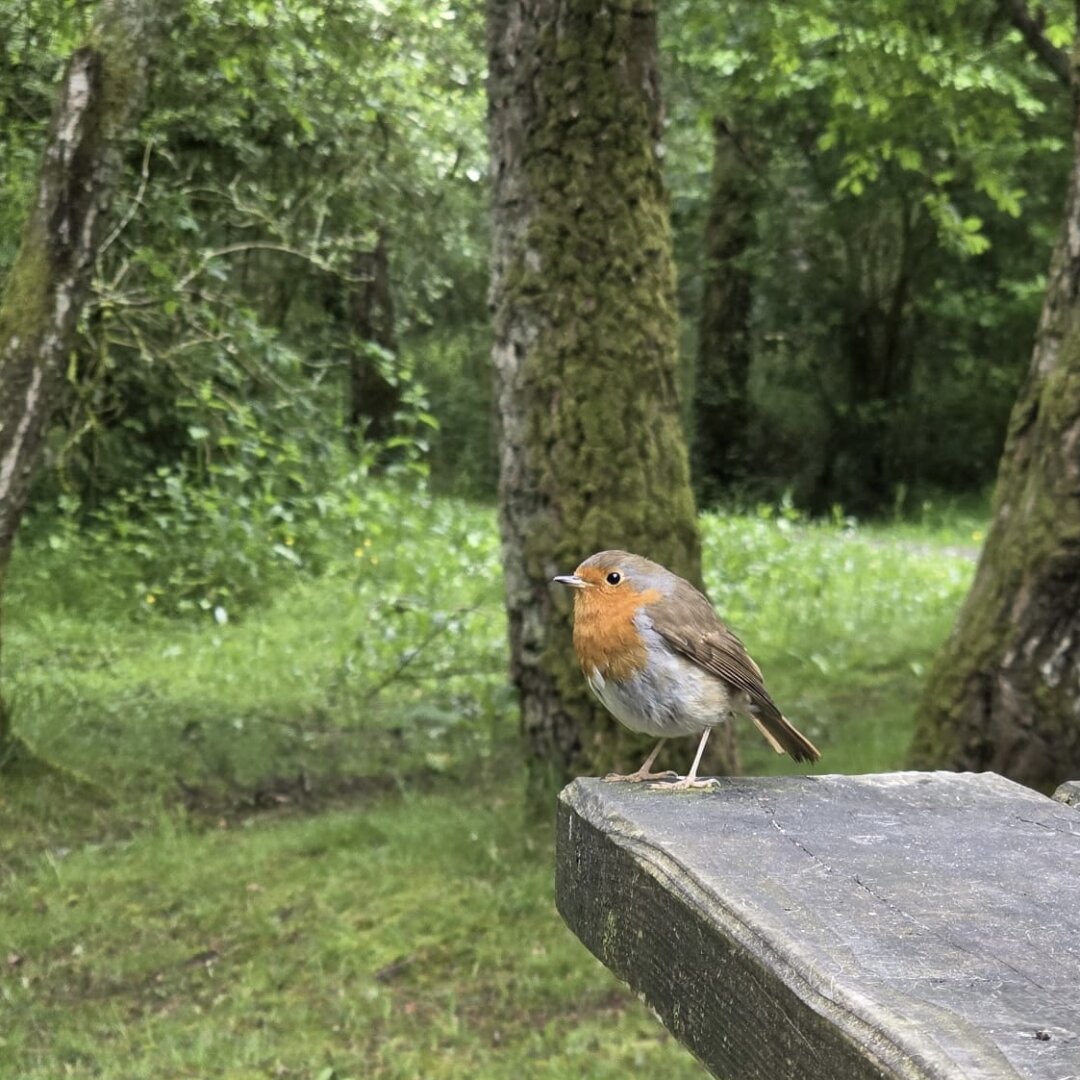 a #robin