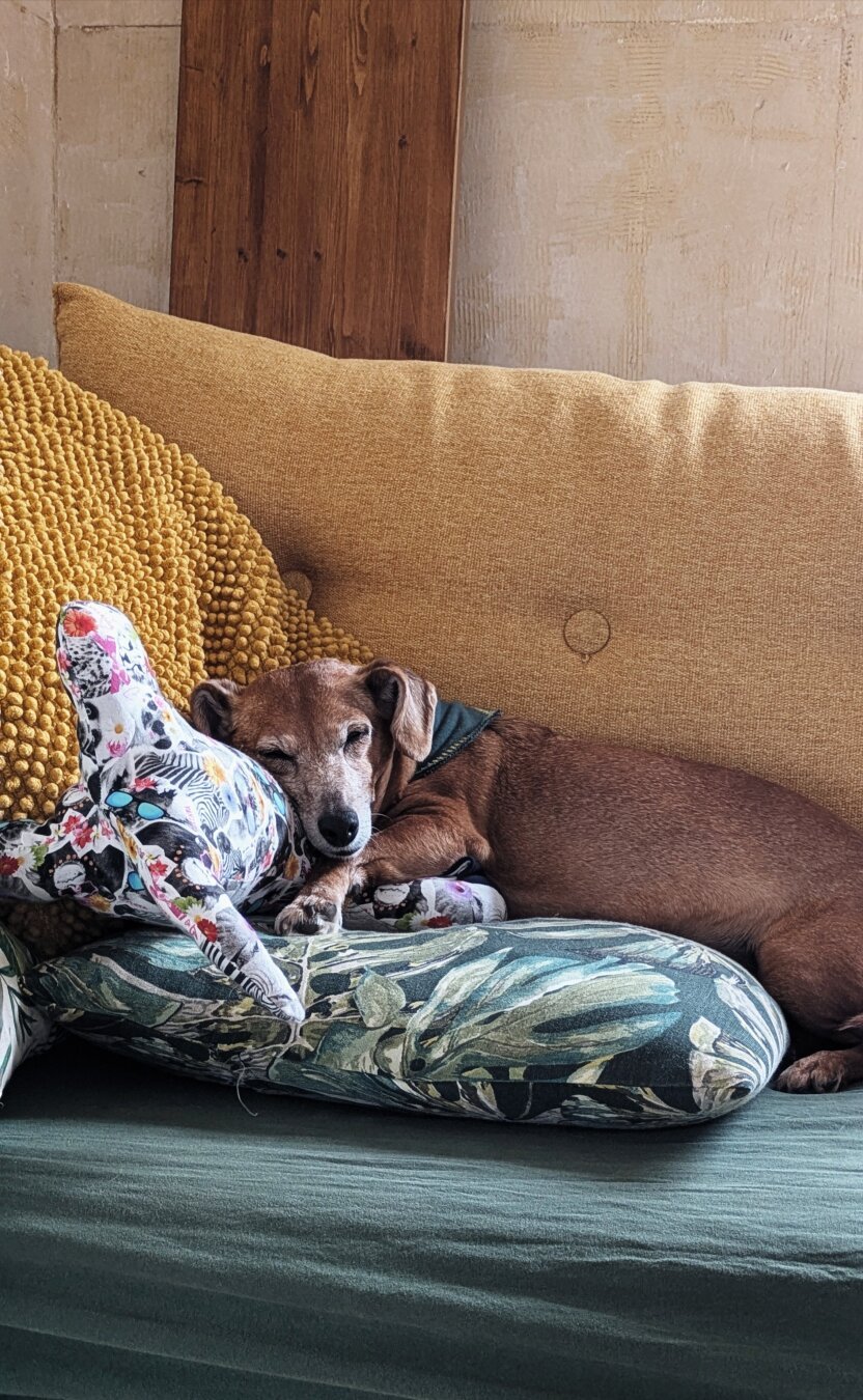 Ein kleiner Hund schläft auf einem Sofa.