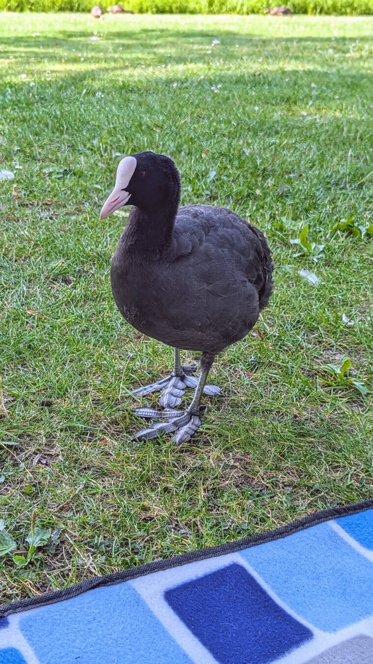 A close up shot of an adult coot, just strolling by my pic nic blanket in search for food. I had never appreciated the weird designe of their feet before, with every finger having three paddle lobes (I don't know how to describe them better)