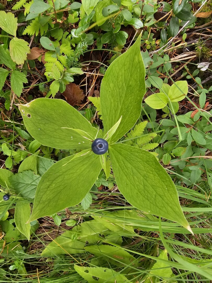 Firblad (Paris quadrifolia L.)
