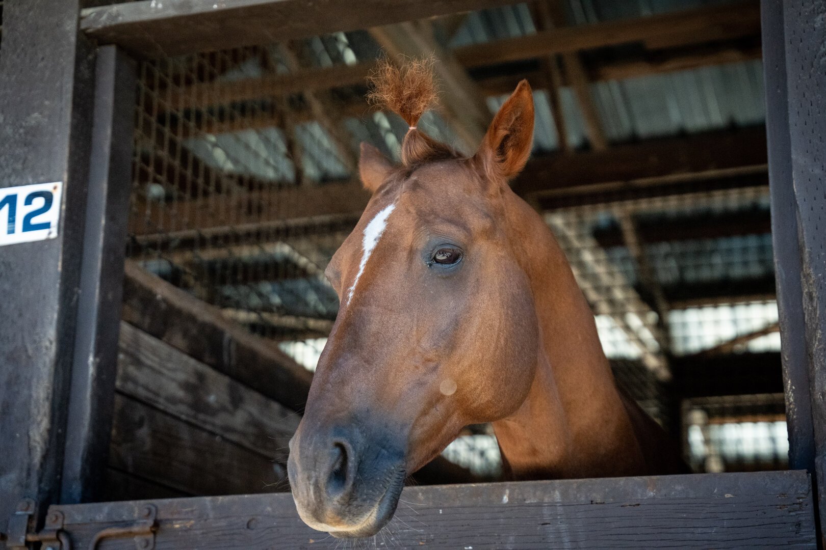A horse with the hair on top if its head bunched up with an elastic band, looking gorgeous.