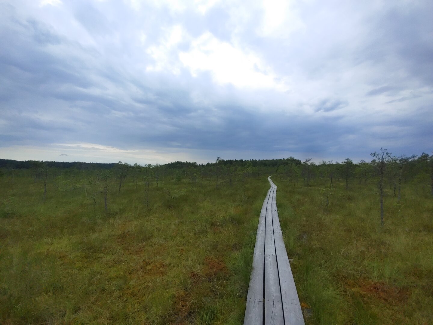 Meenikunno bog, Estonia. August 2025. Meenikunno bog, Estonia. August 2025.