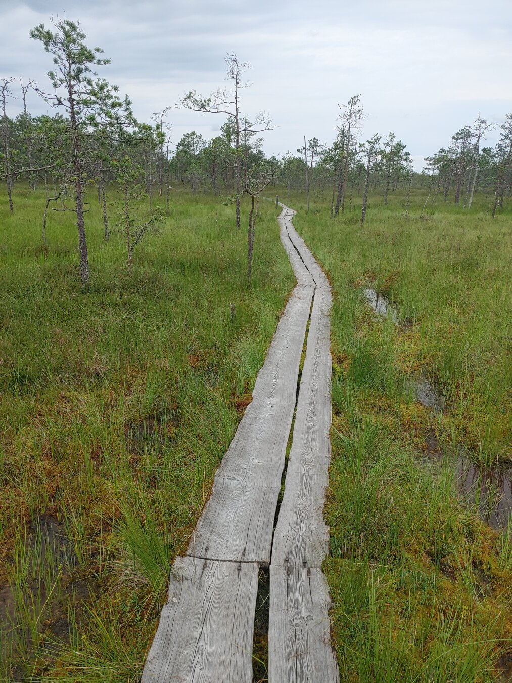 Meenikunno bog, Estonia. August 2025. Meenikunno bog, Estonia. August 2025.