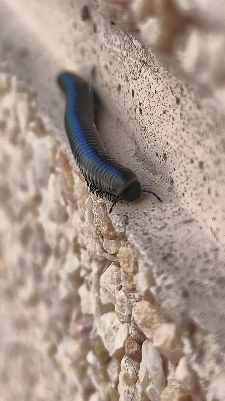 Centpeus / centipede