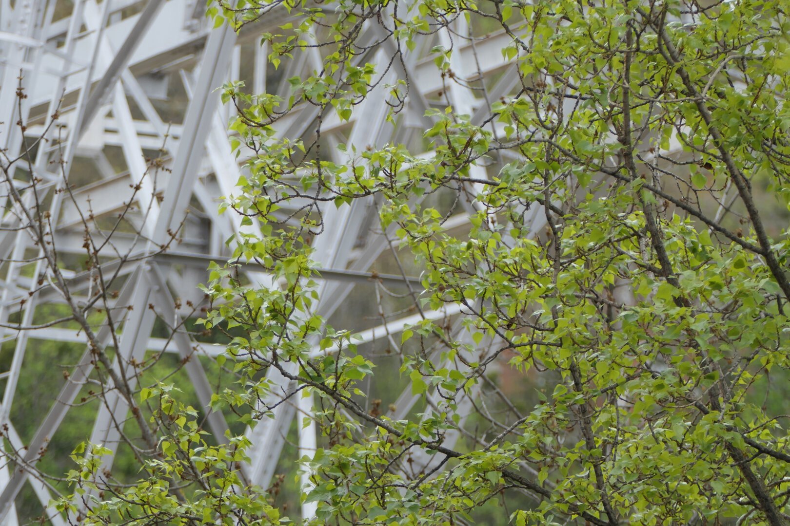Gerüst im Grünen, Detail.