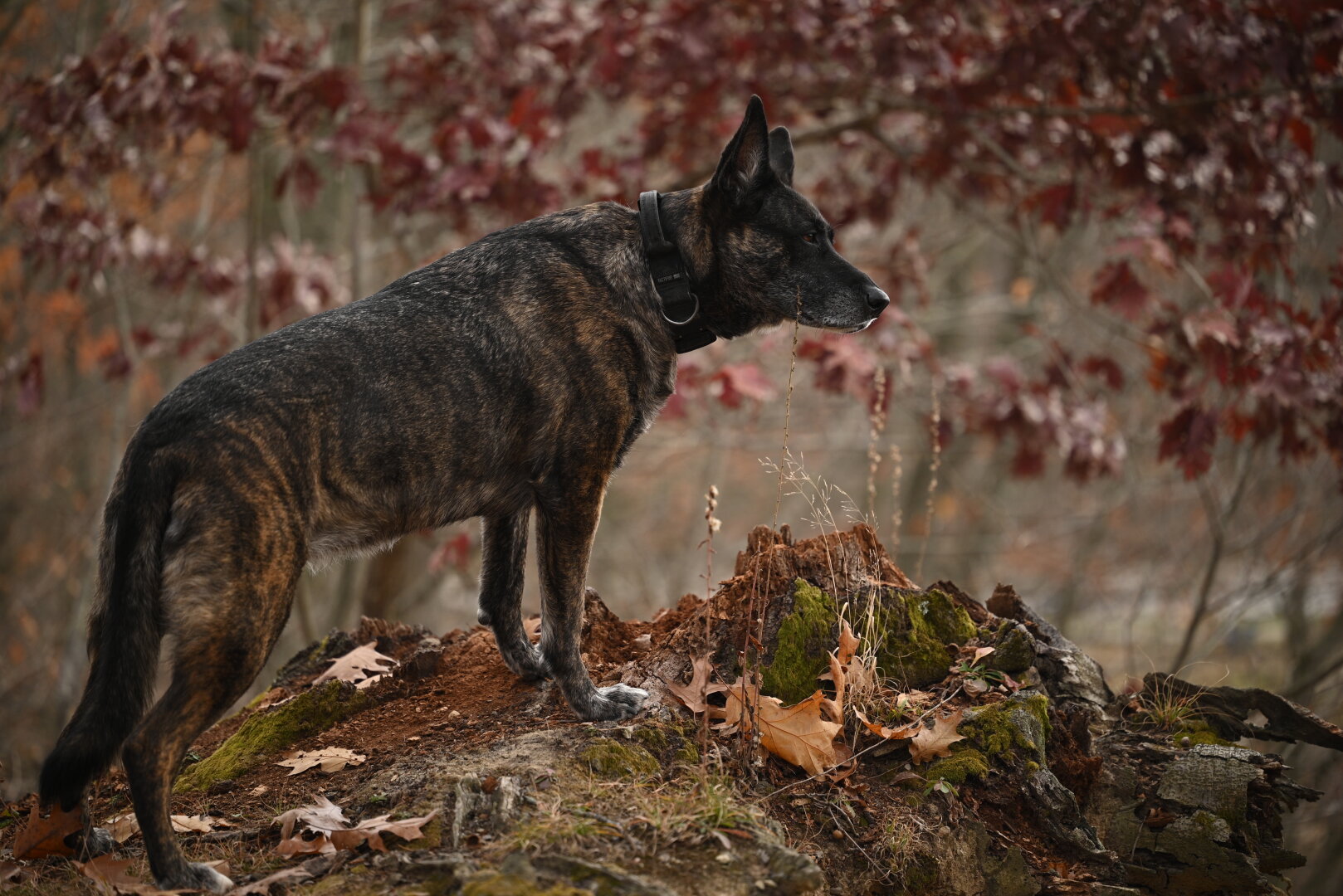 DSD looking over cliff