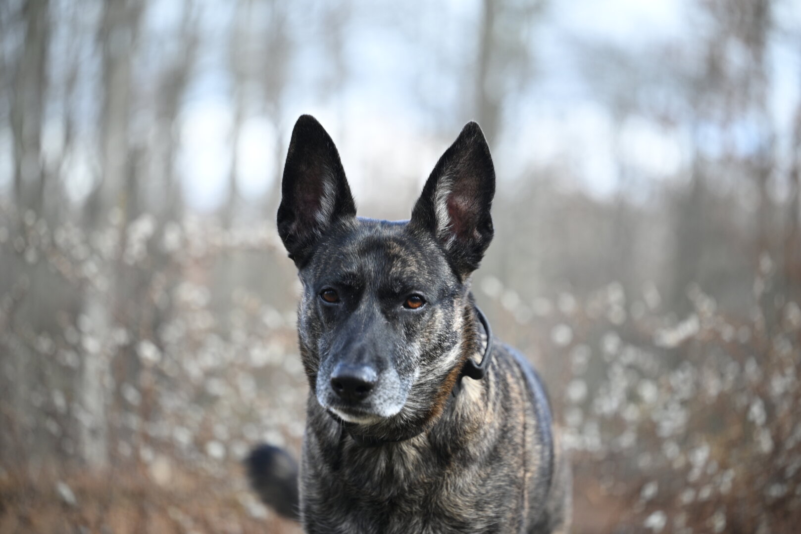 dutch shepherd