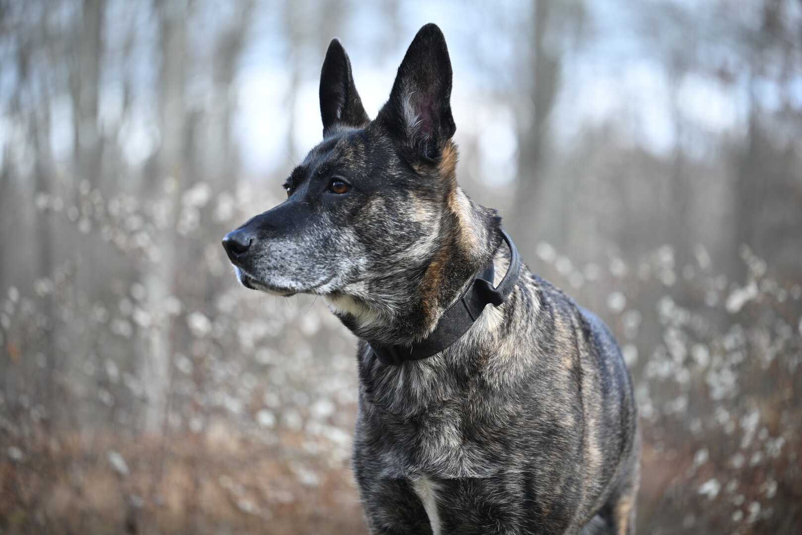Dutch Shepherd