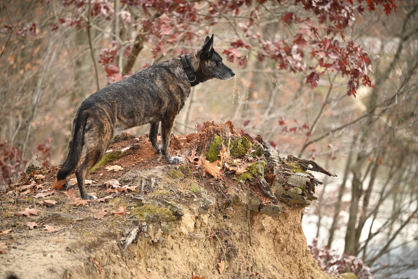 dutch shepherd looking over cliff