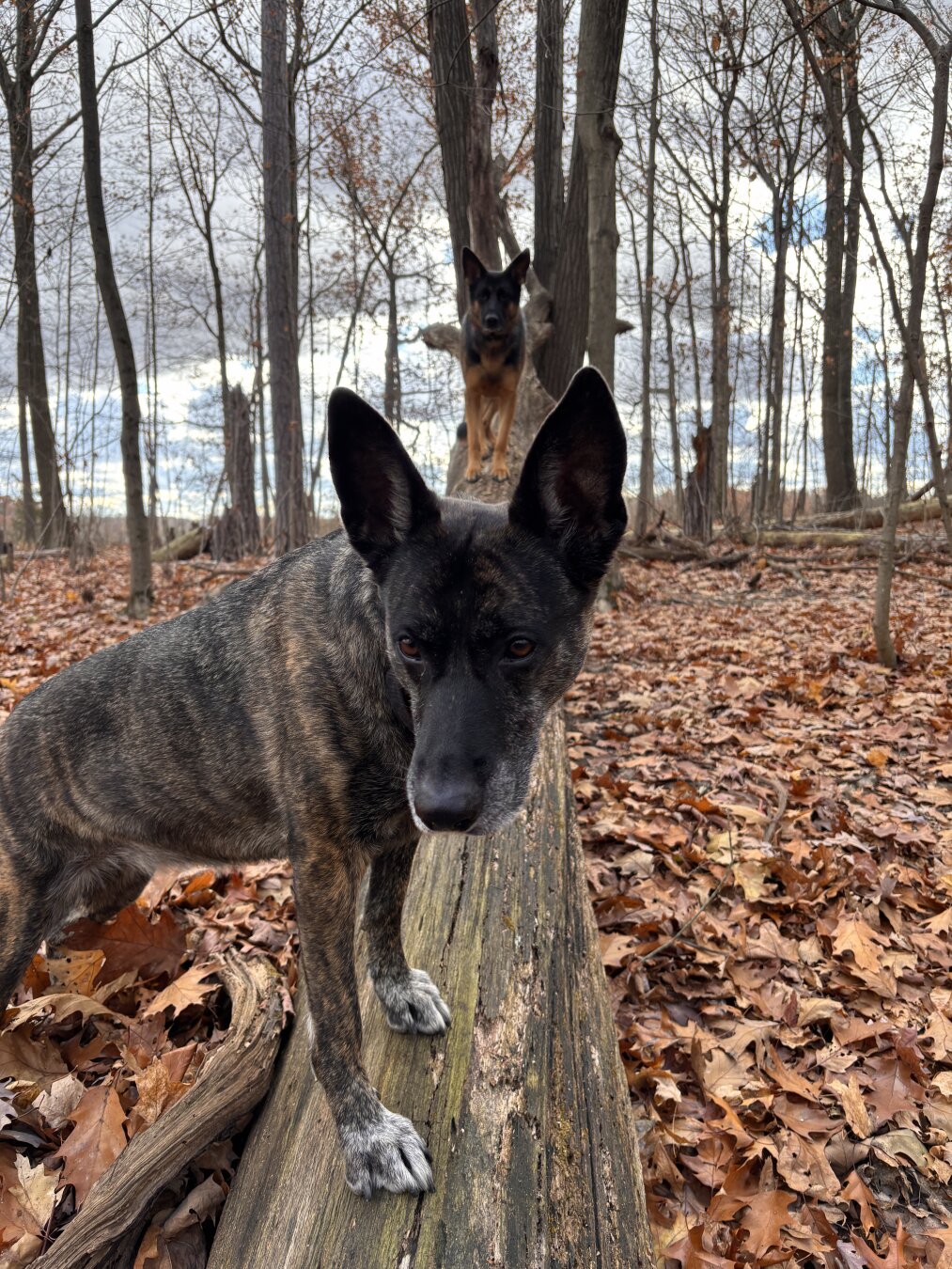 DSD crashing picture attempt on GSD