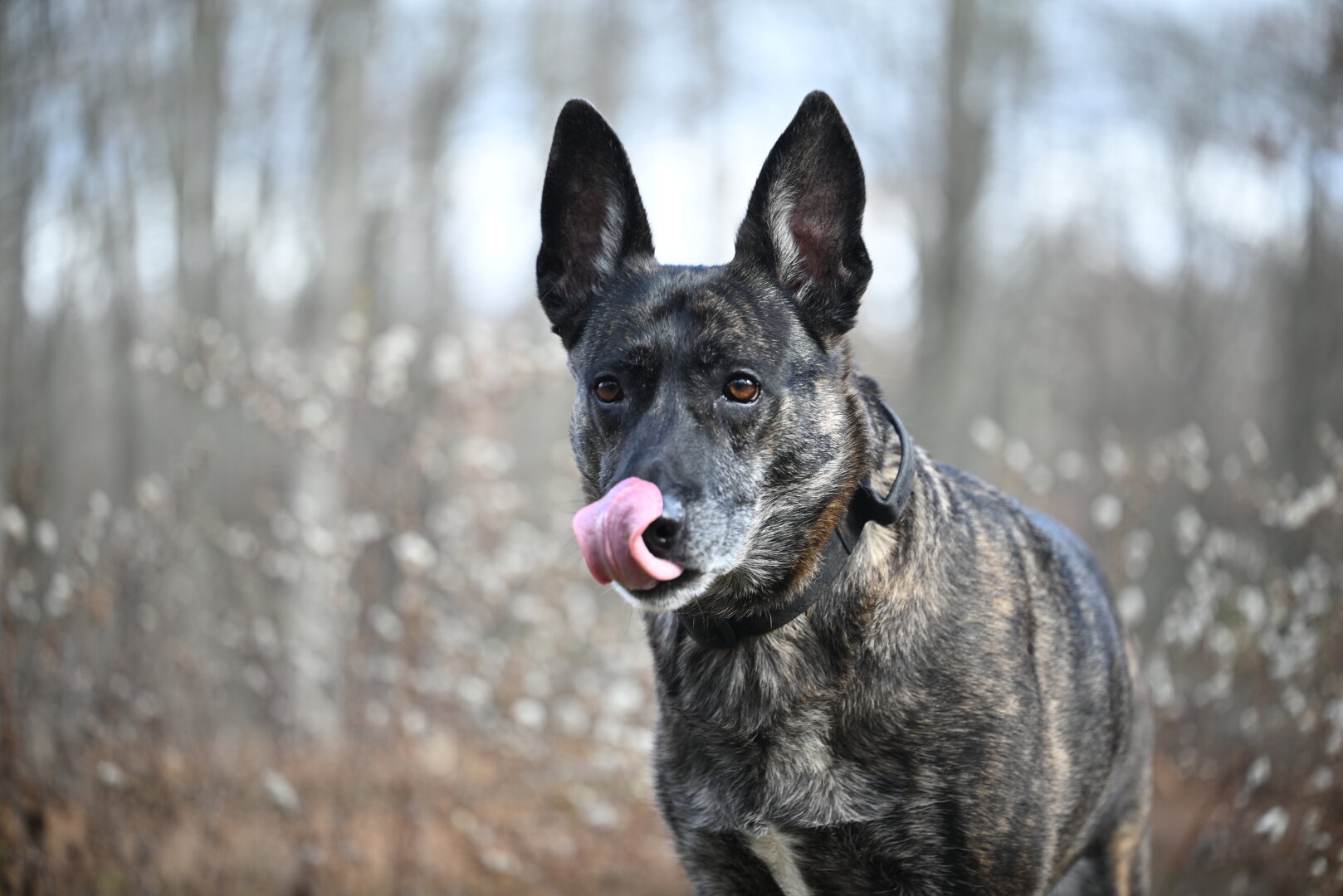 dutch shepherd