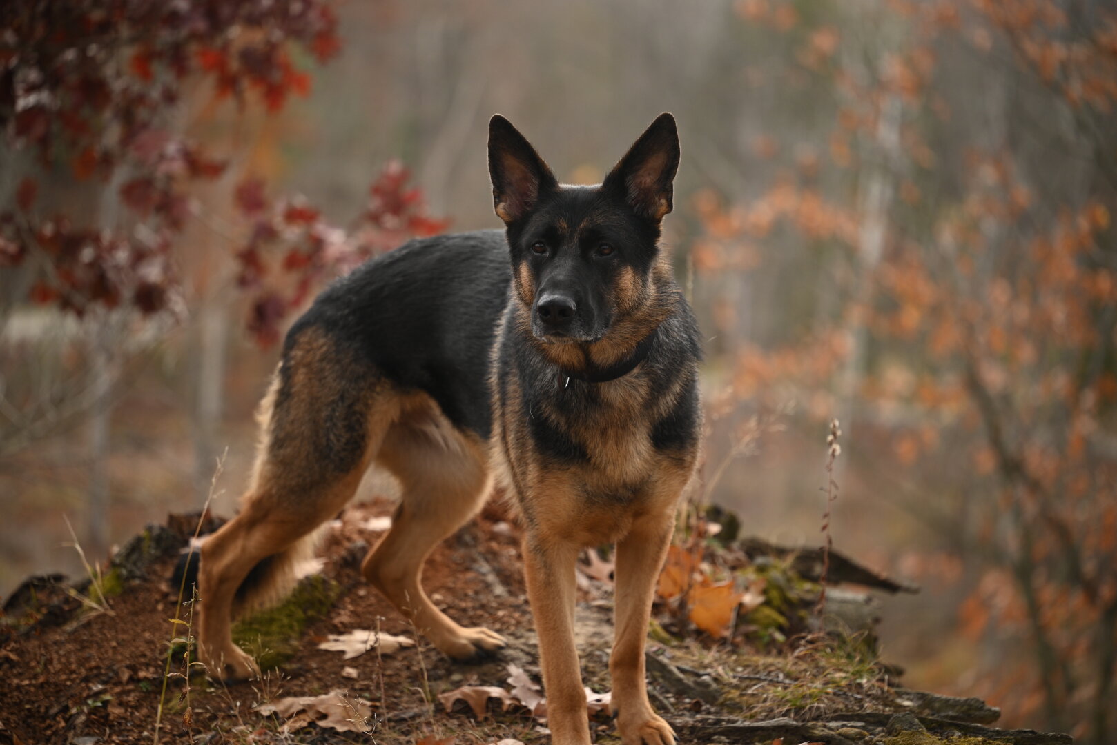 GSD with fall leaves