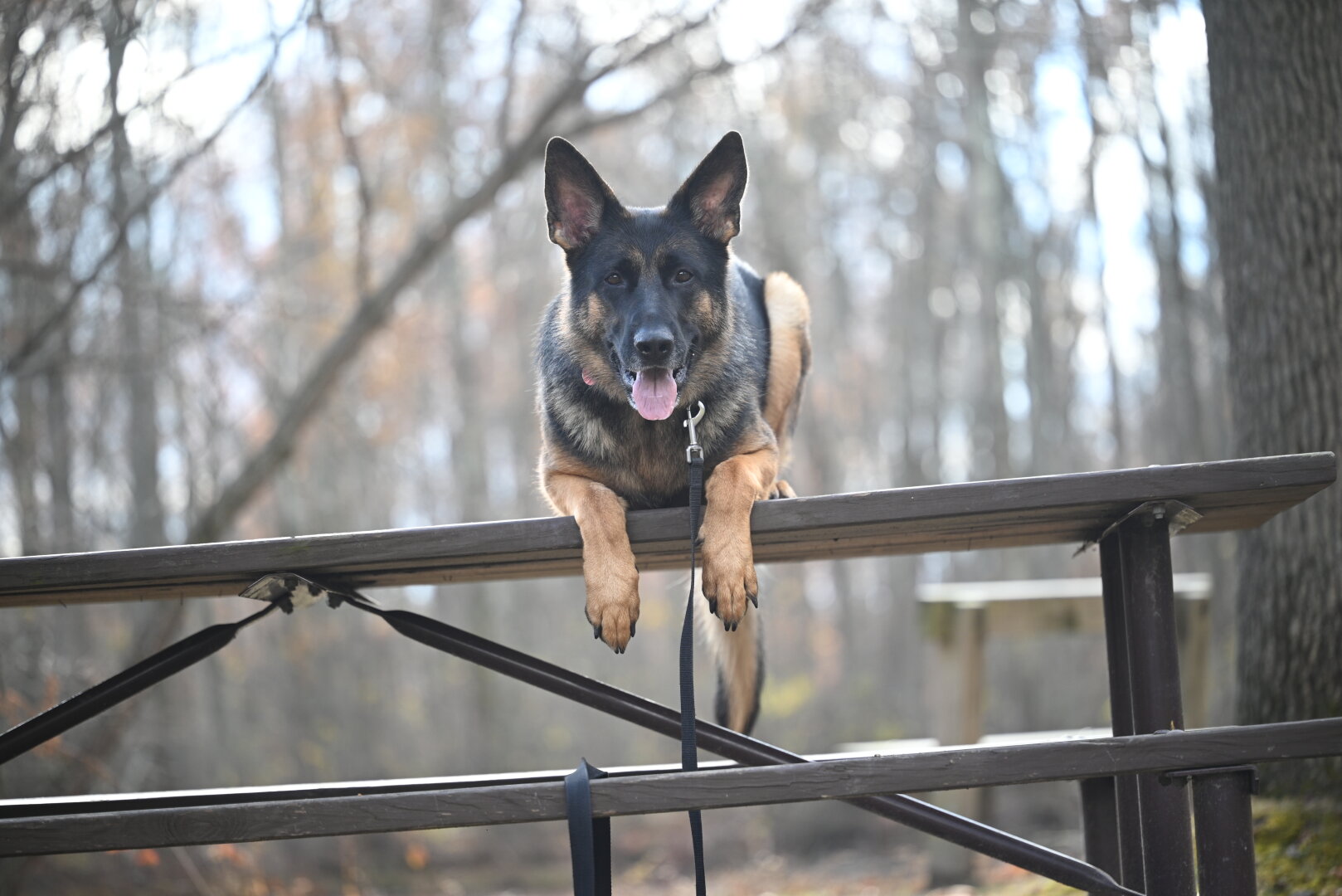 German Shepherd patiently waiting on bench