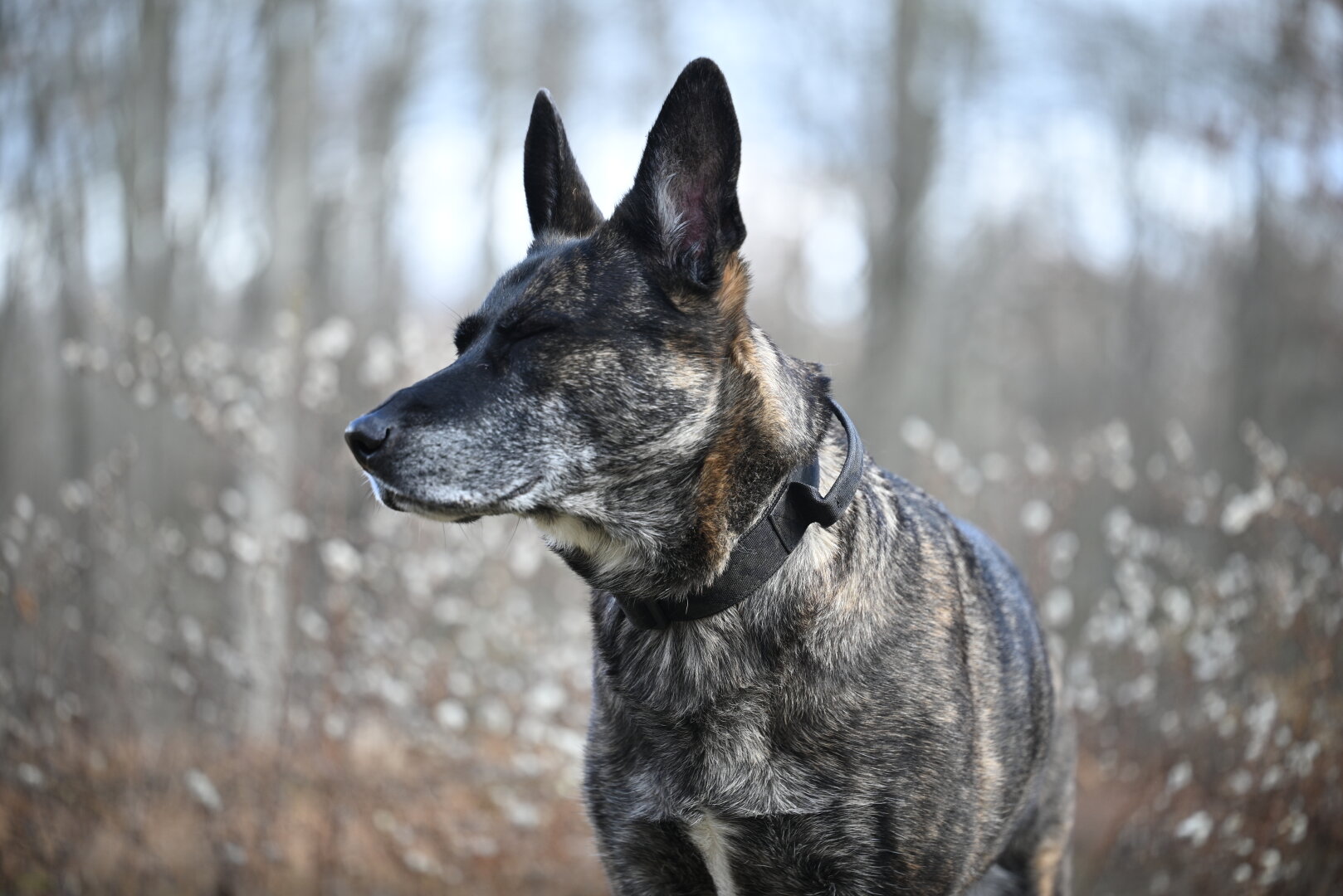DutchShepherd