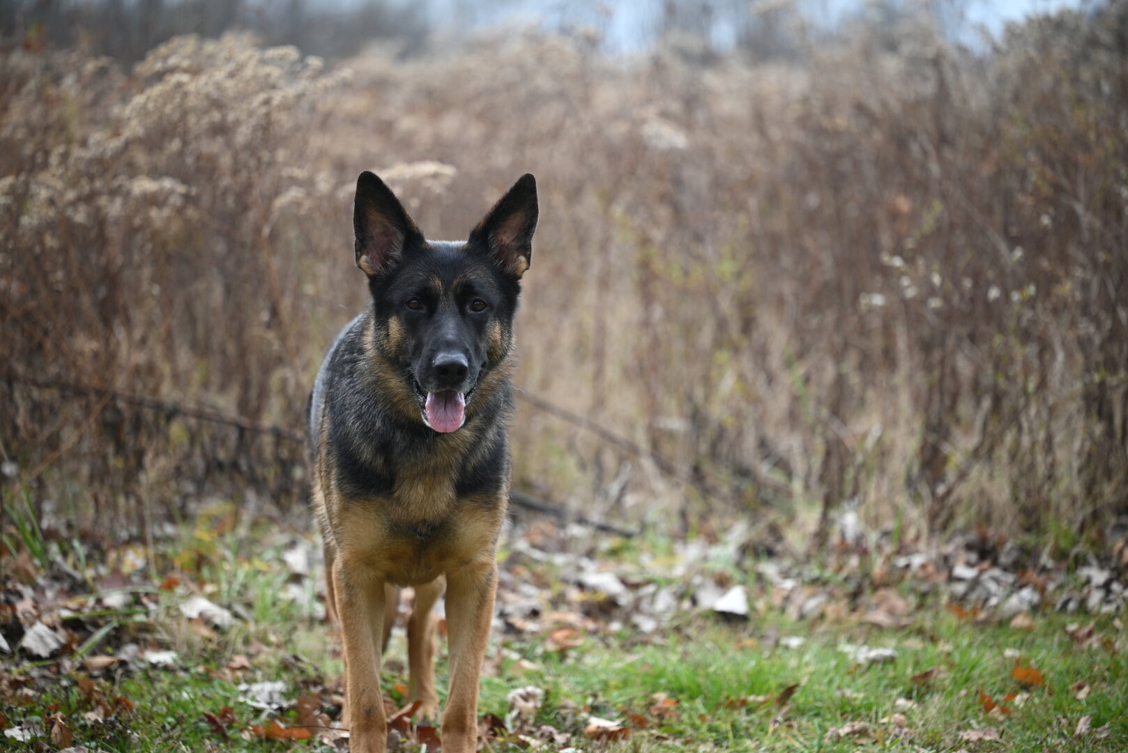 gsd
