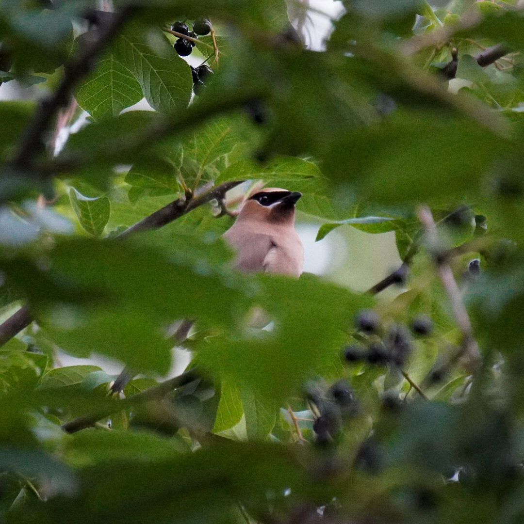 Most of the picture is filled with dark green leaves and little dark blue berries. A waxwing's (bird) head stands out in the middle.