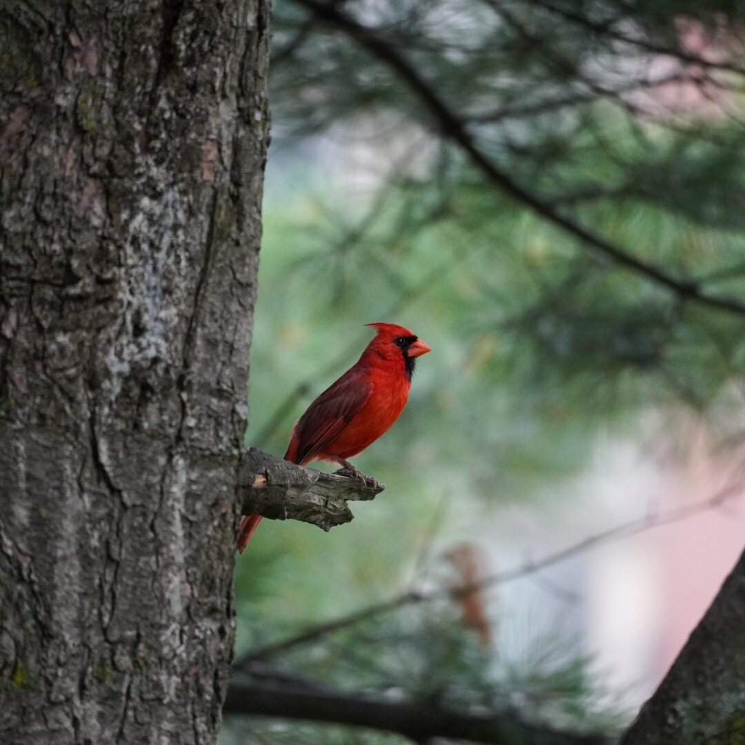 A cardinal (red bird) is sitting on a branch, looking to the right. The tree's trunk is seen on the left. A blurry background with conifer branches takes up the rest of the image.