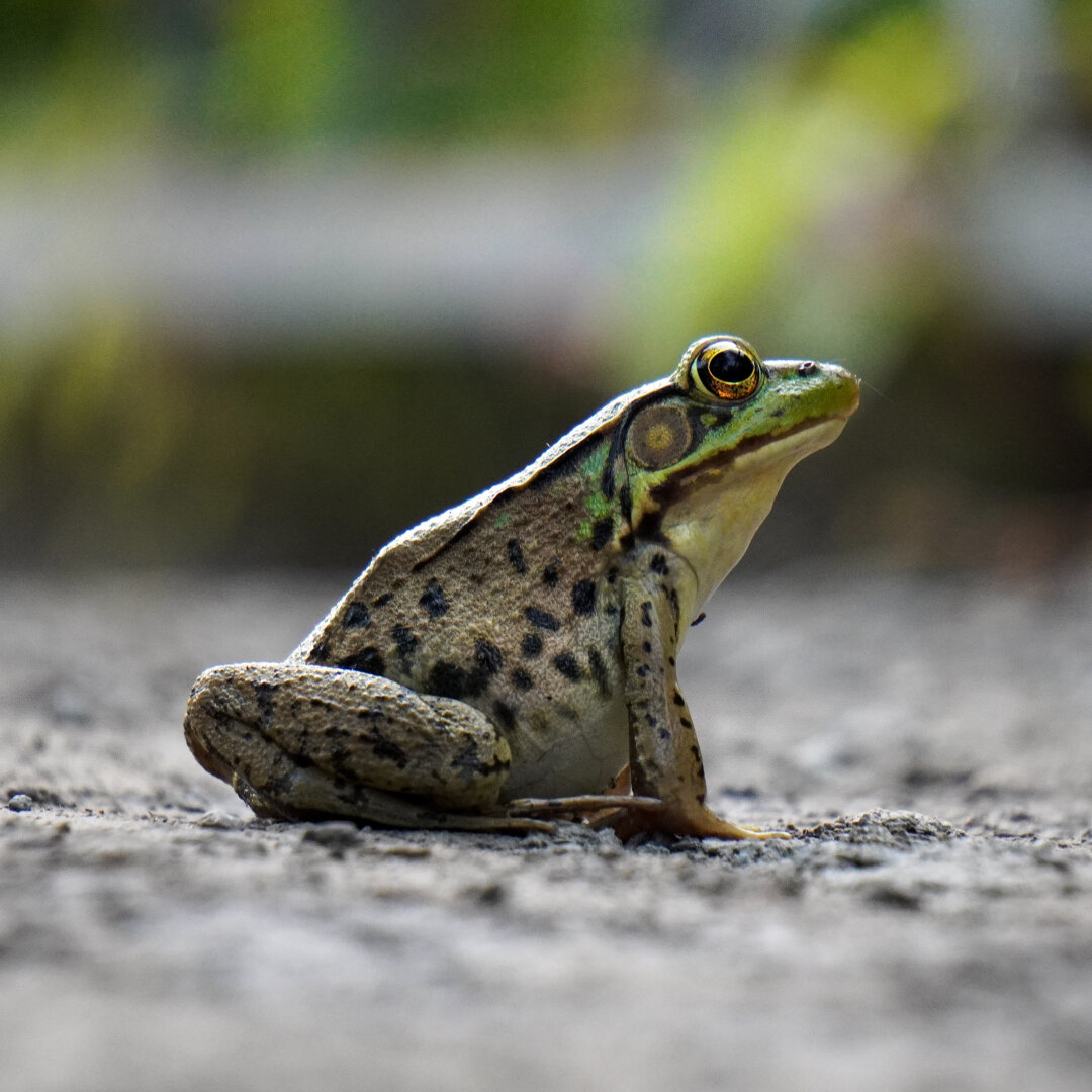 A gray and green frog with small dark spots seen from the side. The frog is sitting on gravel and the background is very blurry.