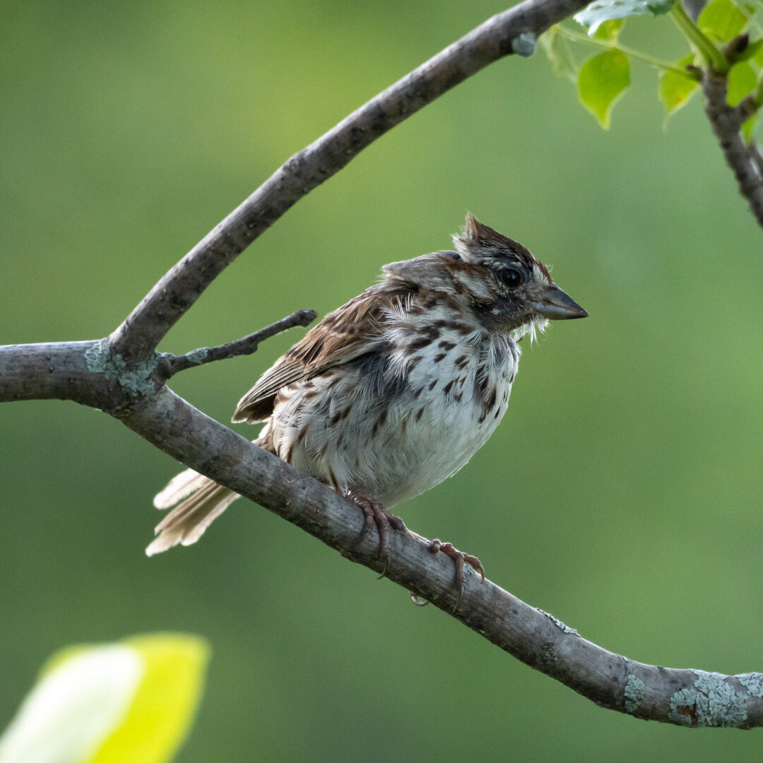 A song sparrow on a branch with a green background