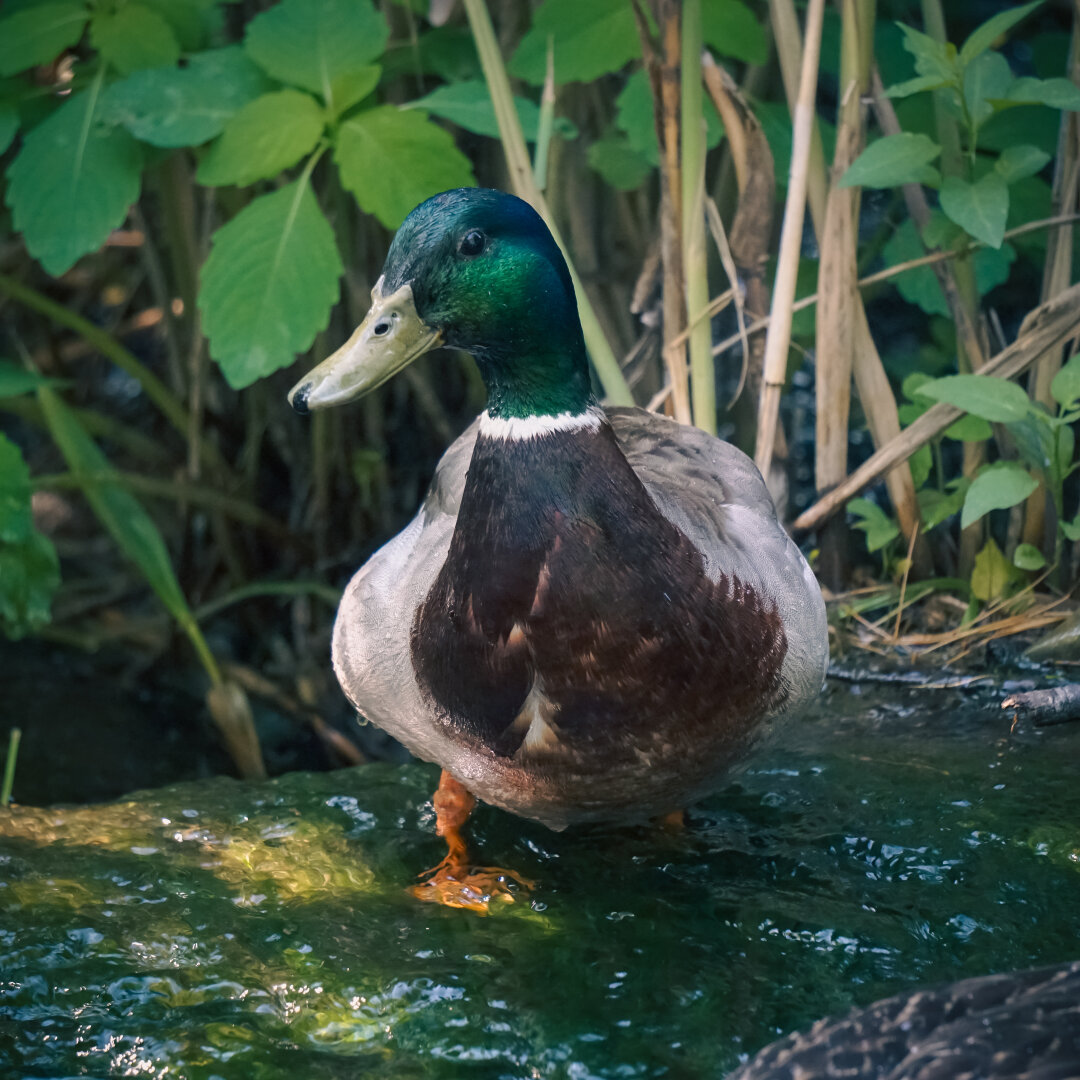 A male duck standing in water, a bush in the background.
