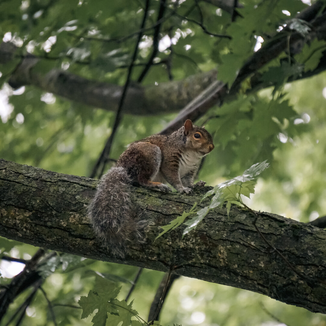 A puffy squirrel on a tree branch